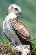 Short-toed Snake Eagle