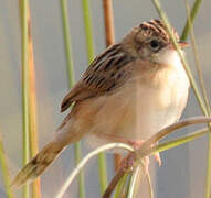 Zitting Cisticola