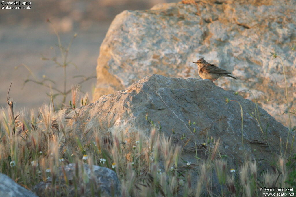 Crested Larkadult