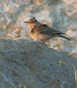 Crested Lark