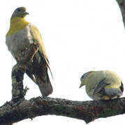 Yellow-footed Green Pigeon