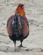 Red Junglefowl