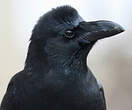 Corbeau à gros bec