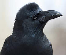 Large-billed Crow