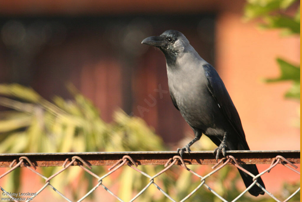 Corbeau familier