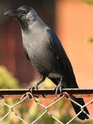 House Crow