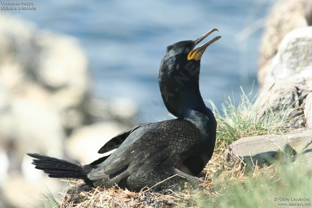 European Shagadult breeding, Reproduction-nesting