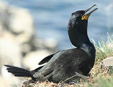 European Shag