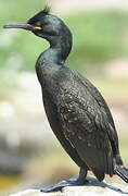 European Shag