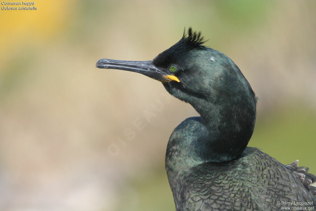 European Shag