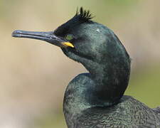 European Shag