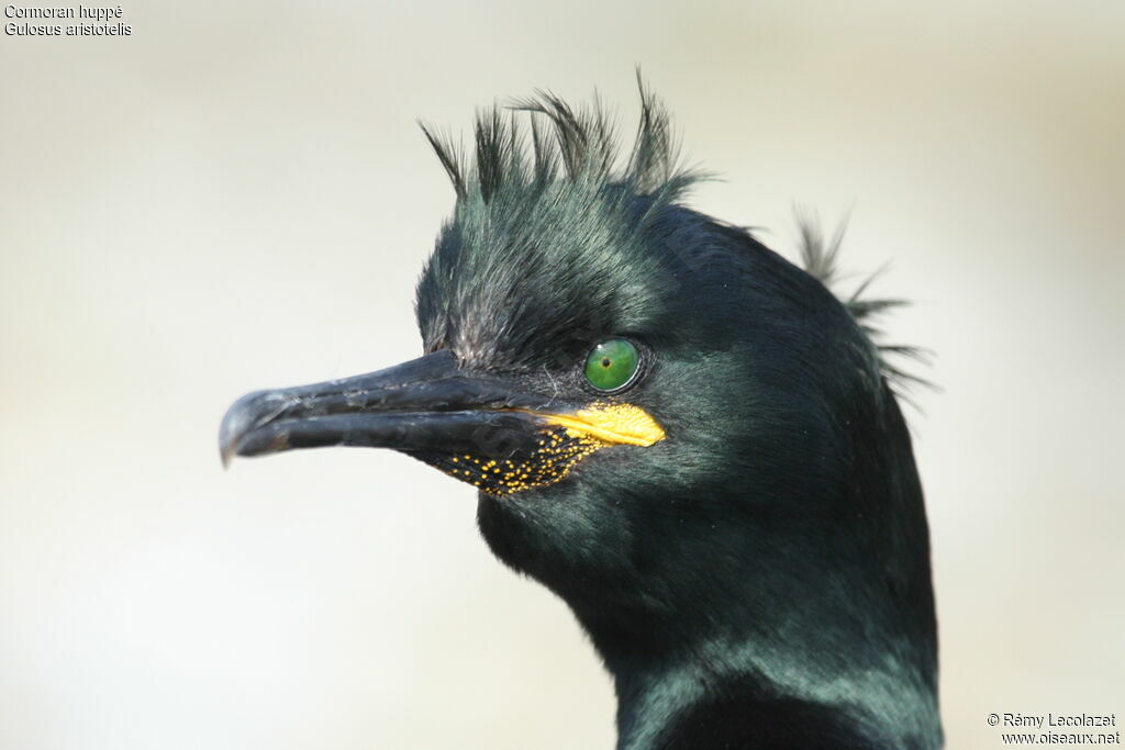 European Shag