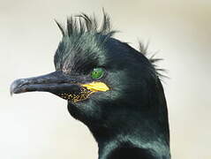 European Shag