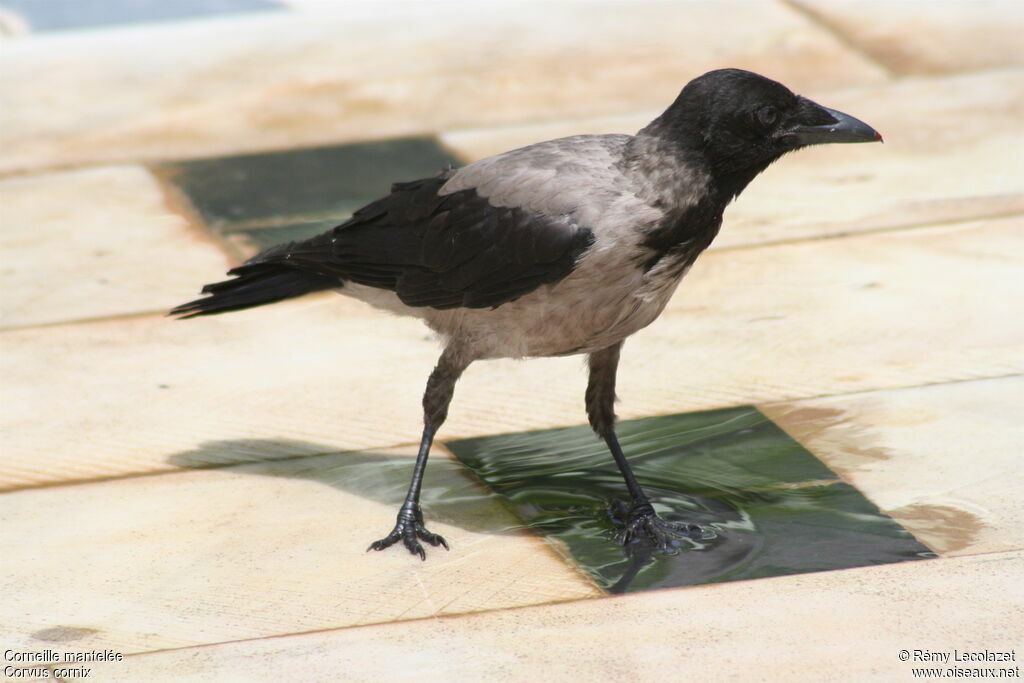 Hooded Crowadult