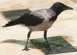 Hooded Crow