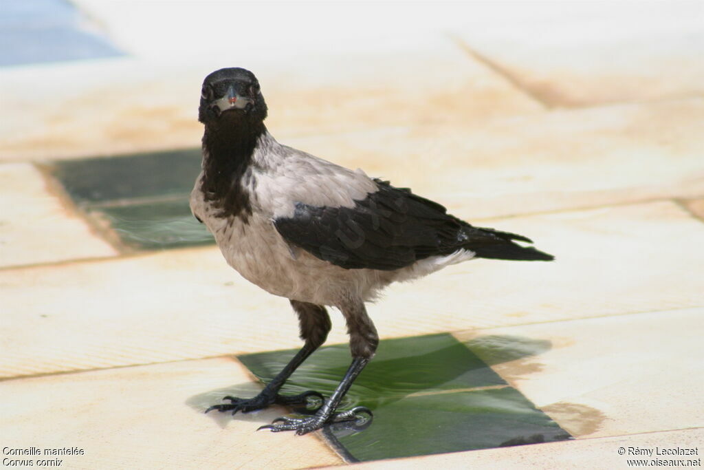 Hooded Crowadult