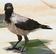 Hooded Crow