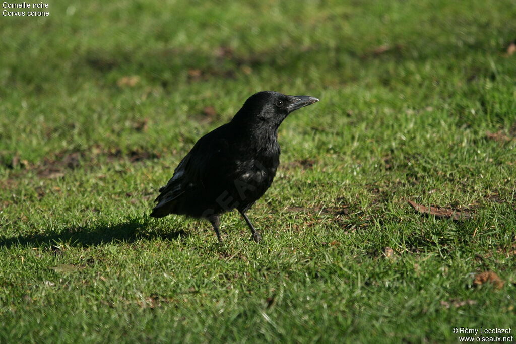 Carrion Crowadult