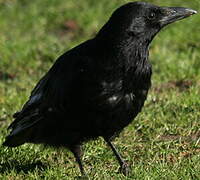 Carrion Crow