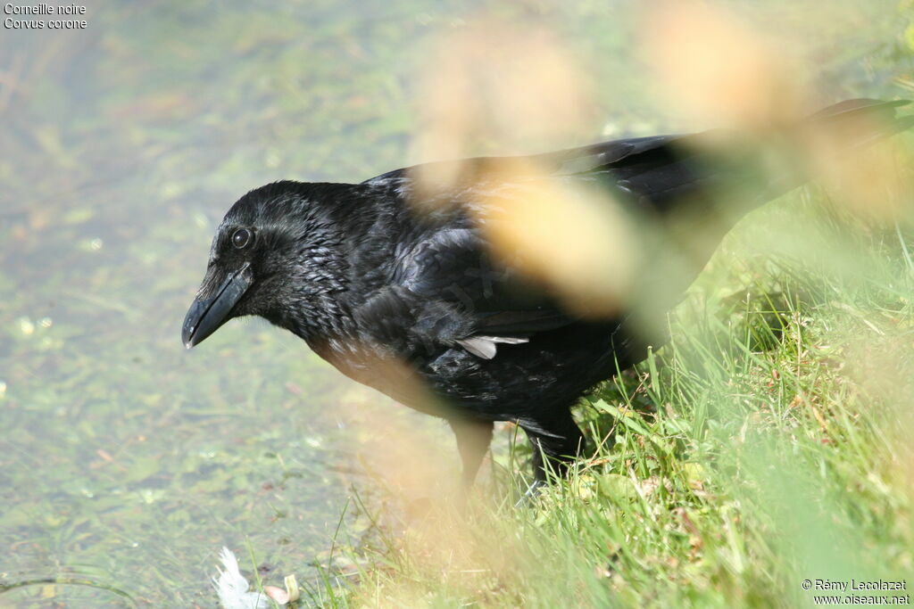 Carrion Crowadult