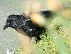 Carrion Crow