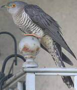 Common Cuckoo