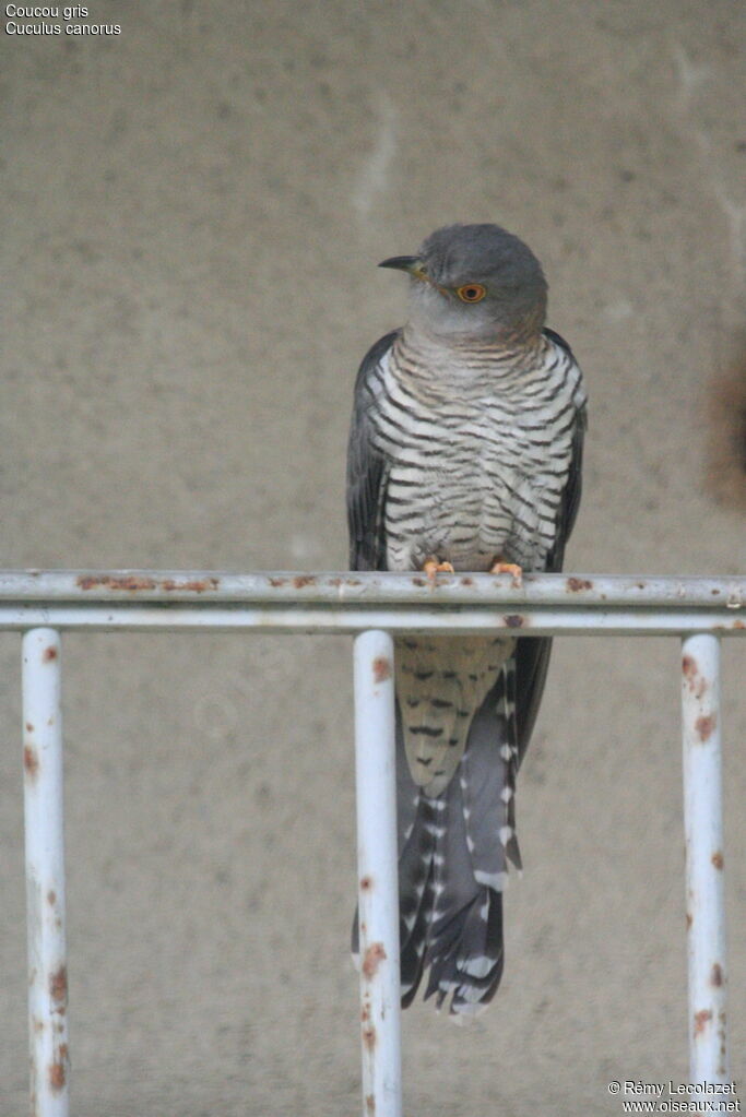 Common Cuckoo female adult breeding