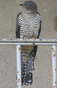 Common Cuckoo