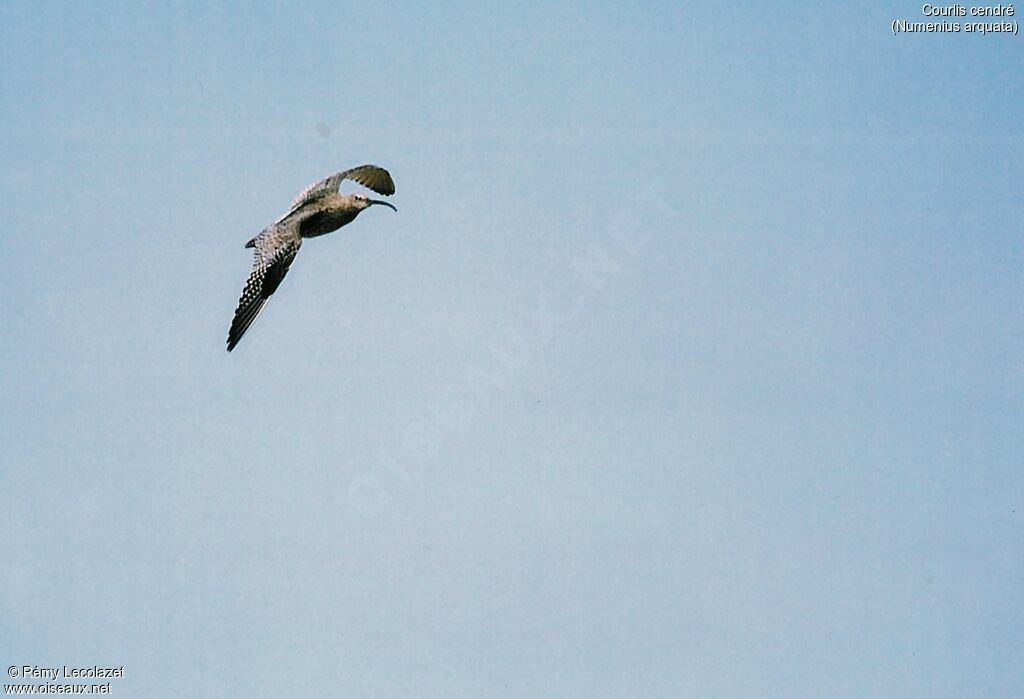 Eurasian Curlew