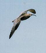 Eurasian Curlew