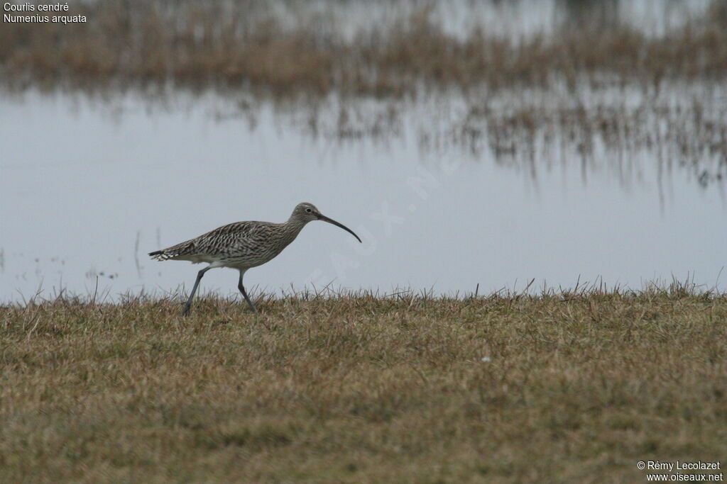 Eurasian Curlew