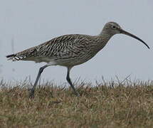 Eurasian Curlew