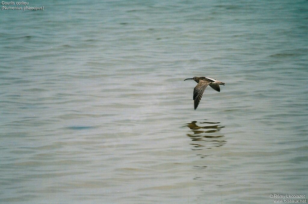 Eurasian Whimbrel