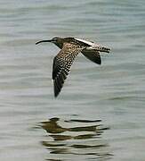 Eurasian Whimbrel