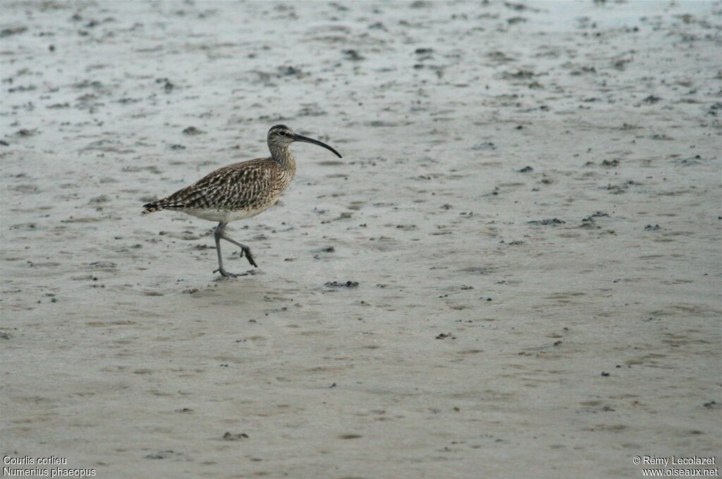 Eurasian Whimbrel