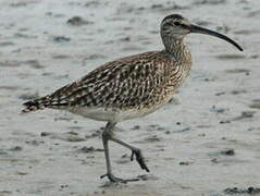 Eurasian Whimbrel