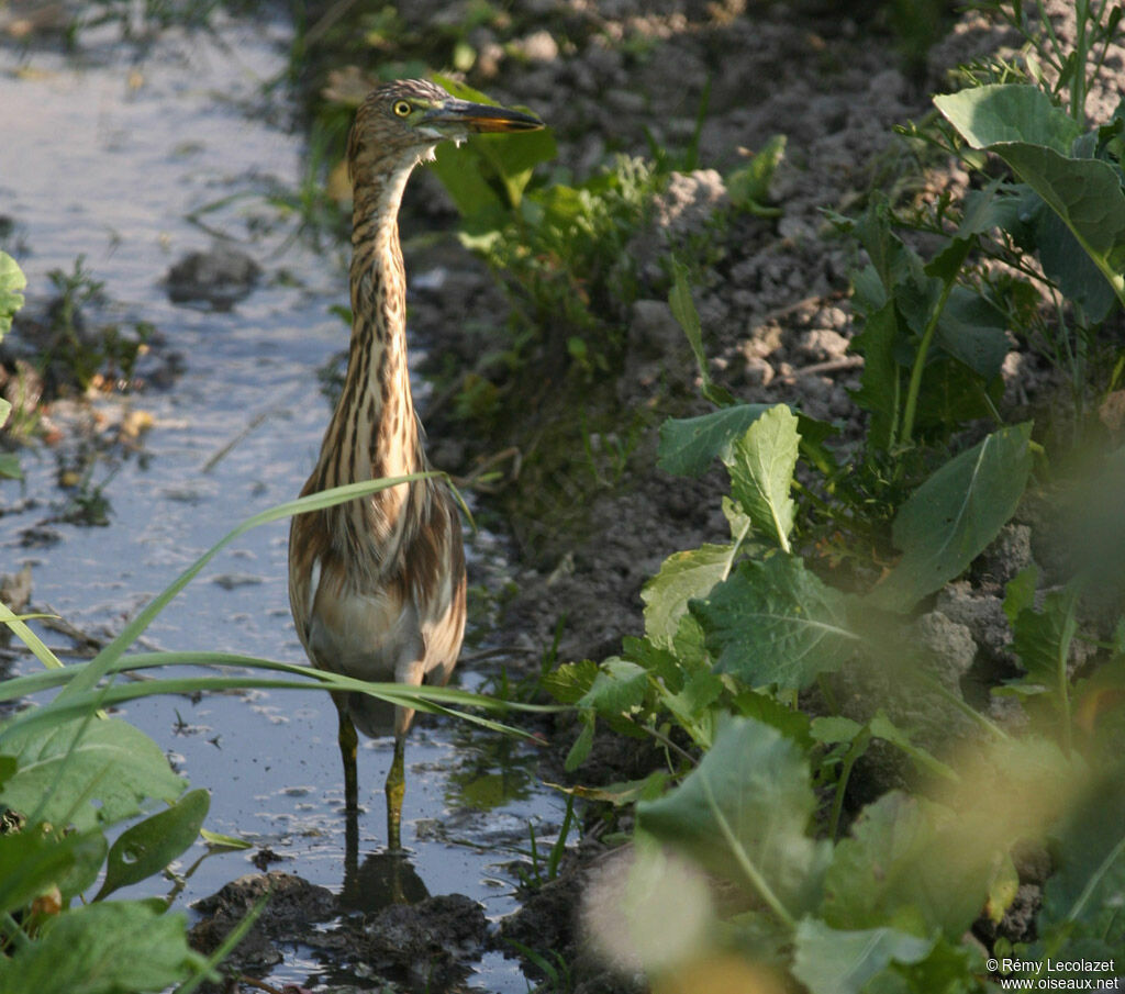 Indian Pond Heron