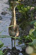 Indian Pond Heron