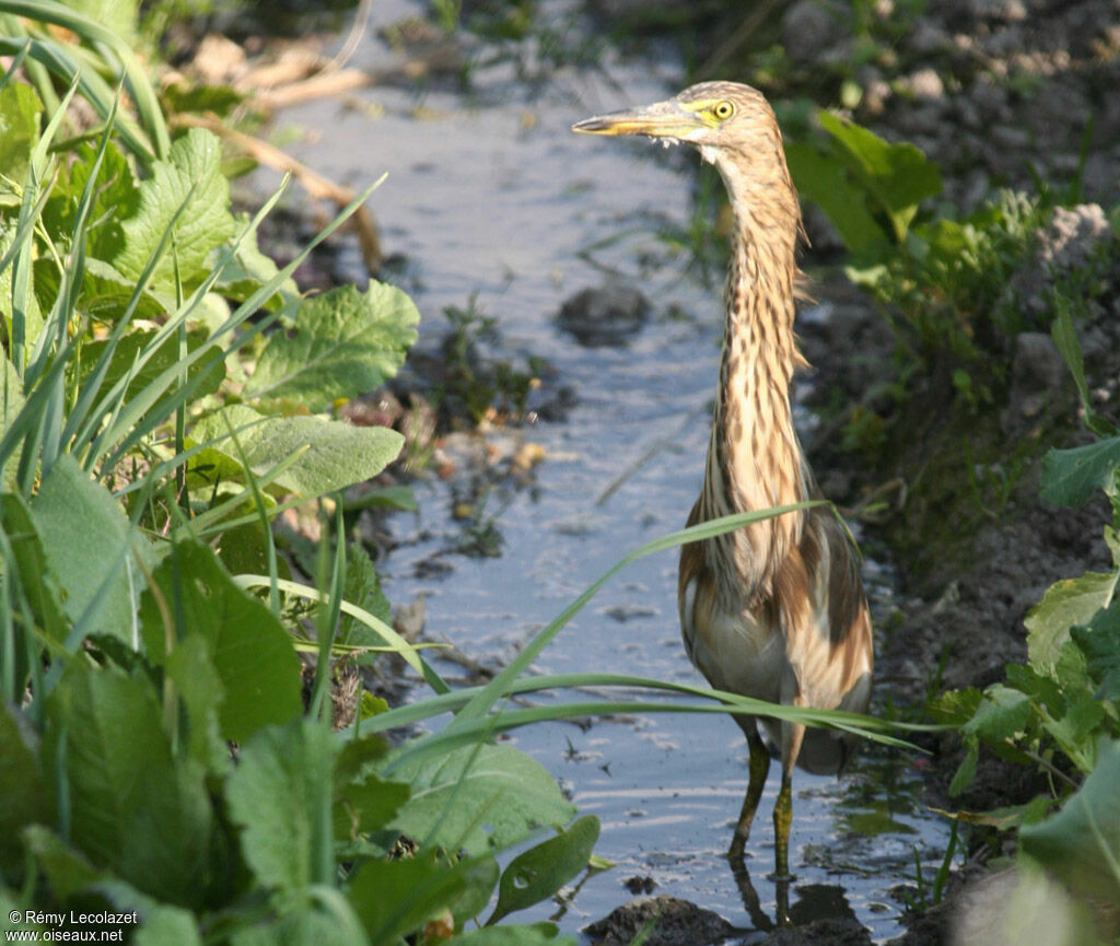 Indian Pond Heron