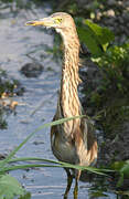 Indian Pond Heron