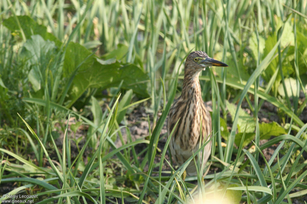 Indian Pond Heron