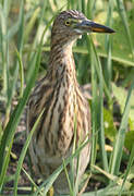 Indian Pond Heron