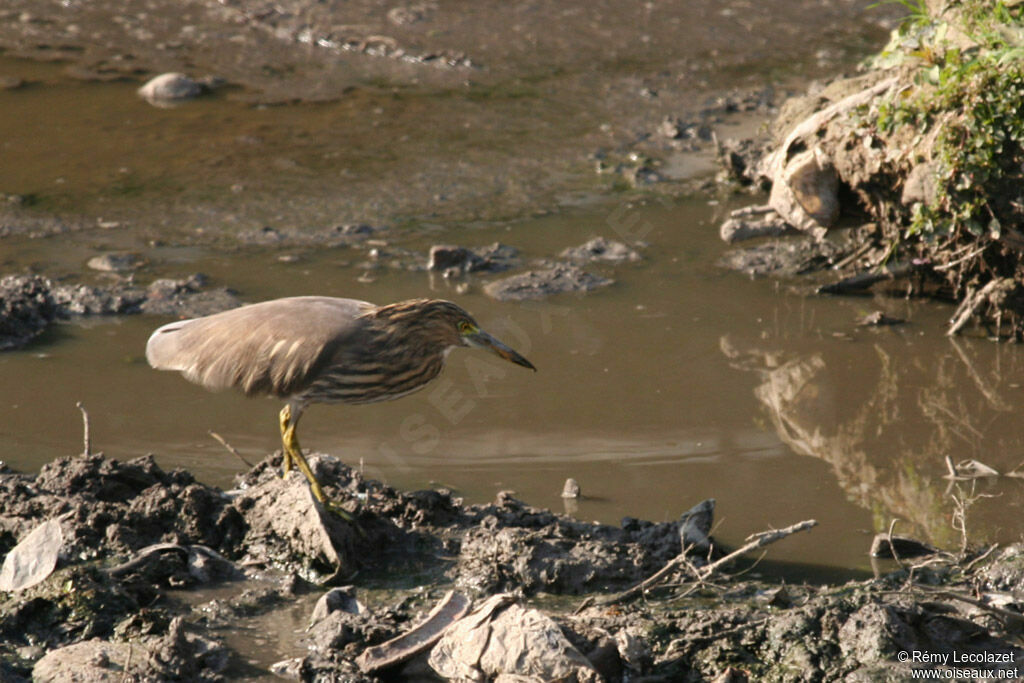 Indian Pond Heron