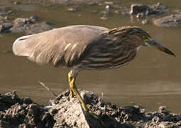 Indian Pond Heron