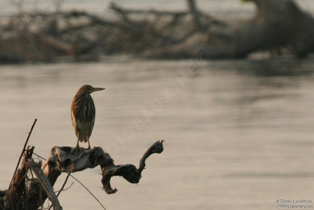 Indian Pond Heron