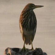 Indian Pond Heron