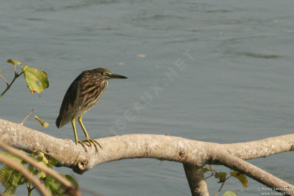 Indian Pond Heron