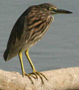 Indian Pond Heron