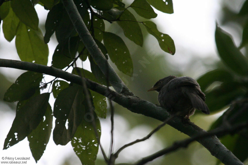 Jungle Babbler