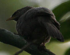 Jungle Babbler